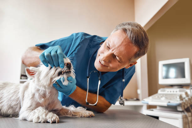 Best Urgent Care for Lost Fillings or Crowns in Emerd Mountain, AL